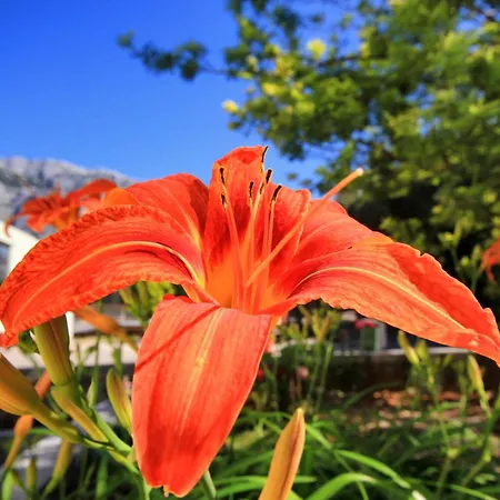 With Parking Space Orebic, Peljesac - 10157 Апартаменты *