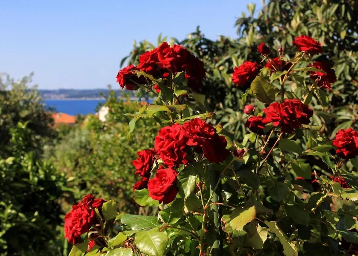 Apartamento With Parking Space Orebic, Peljesac - 10157 Orebić